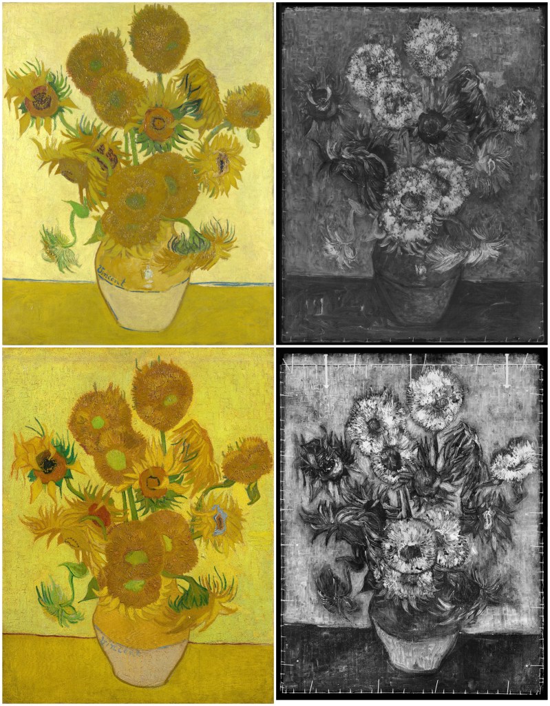 Both 15 sunflowers with corresponding x rays