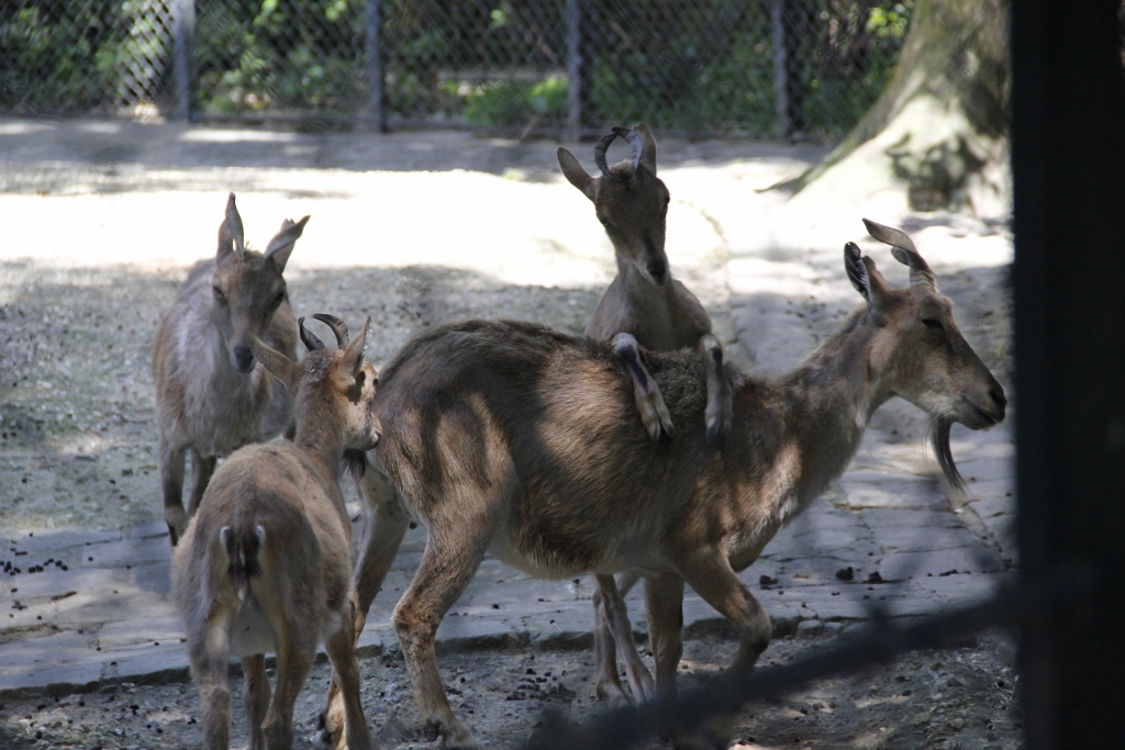 Goats playing around.