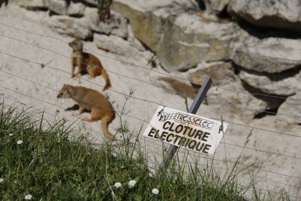An electric fence prevents their escape.