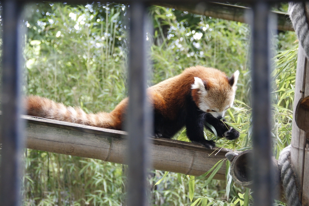 RECOLLECTIONS | 2 Weeks in Paris – Day 6:&nbsp;Animals