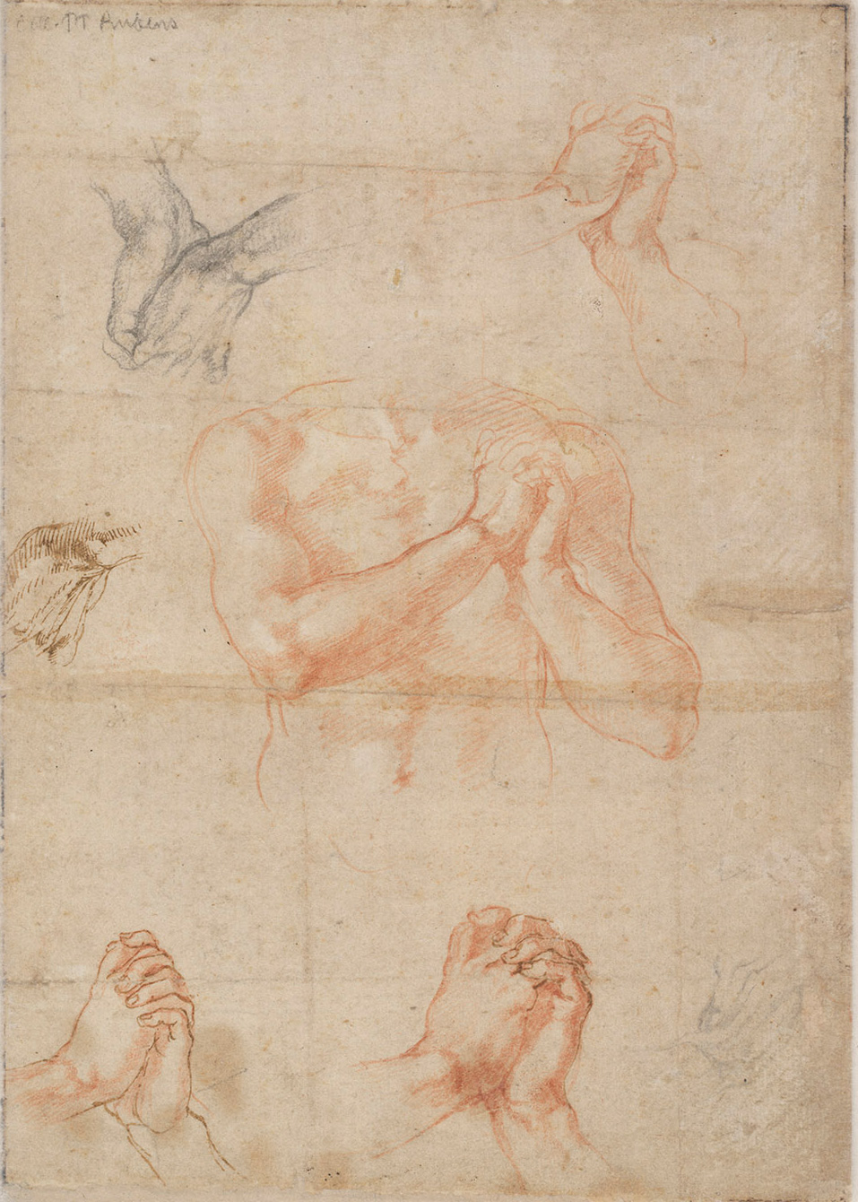 michelangelo-sebastiano-x9021v